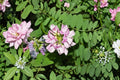 Crownvetch Seeds 30 Pack – Coronilla varia Ground Cover Perennial with Pink to White Flowers for Erosion Control and Slopes