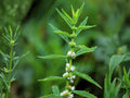 American Bugleweed Seeds – Heirloom Non-GMO Lycopus americanus for Native Gardens & Wetland Projects