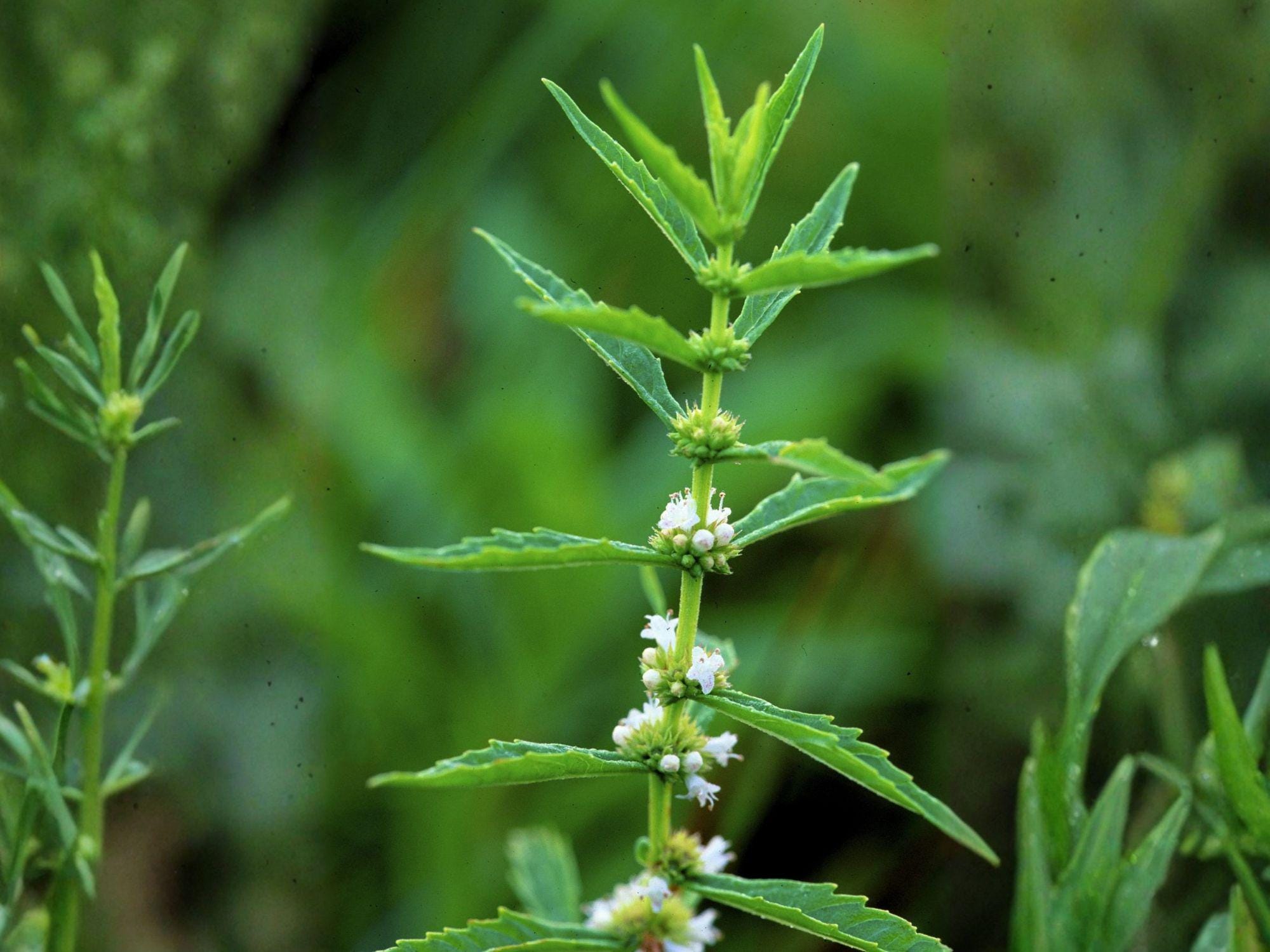 American Bugleweed Seeds – Heirloom Non-GMO Lycopus americanus for Native Gardens & Wetland Projects