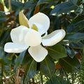 Southern Magnolia Cuttings | 8 Unrooted Woody Stem Clippings | Fragrant White Blooms | Magnolia grandiflora Evergreen Tree