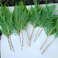 Leyland Cypress Cuttings | Unrooted Propagation Stock | Fast Growing Privacy Tree | Cupressus × leylandii