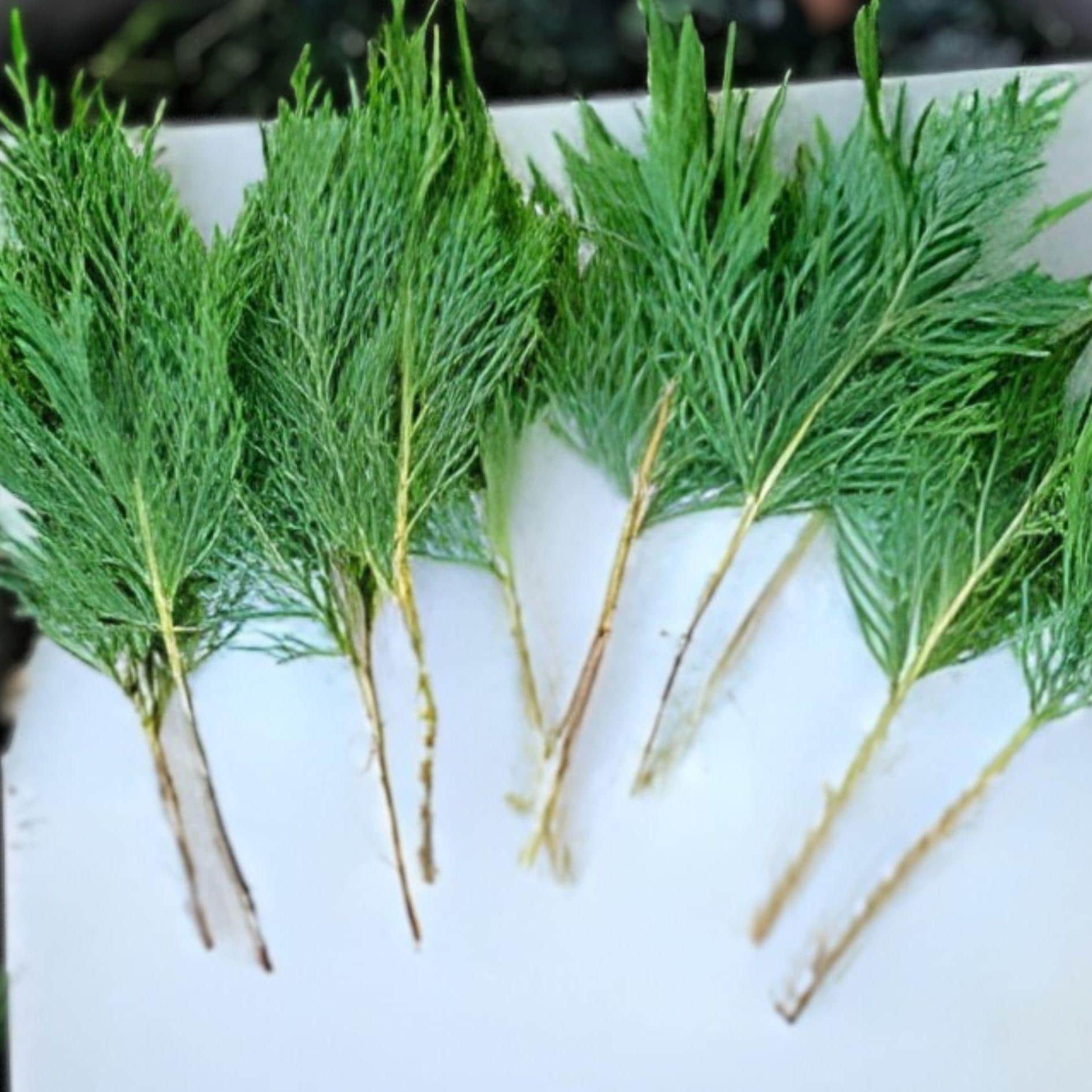 Leyland Cypress Cuttings | Unrooted Propagation Stock | Fast Growing Privacy Tree | Cupressus × leylandii