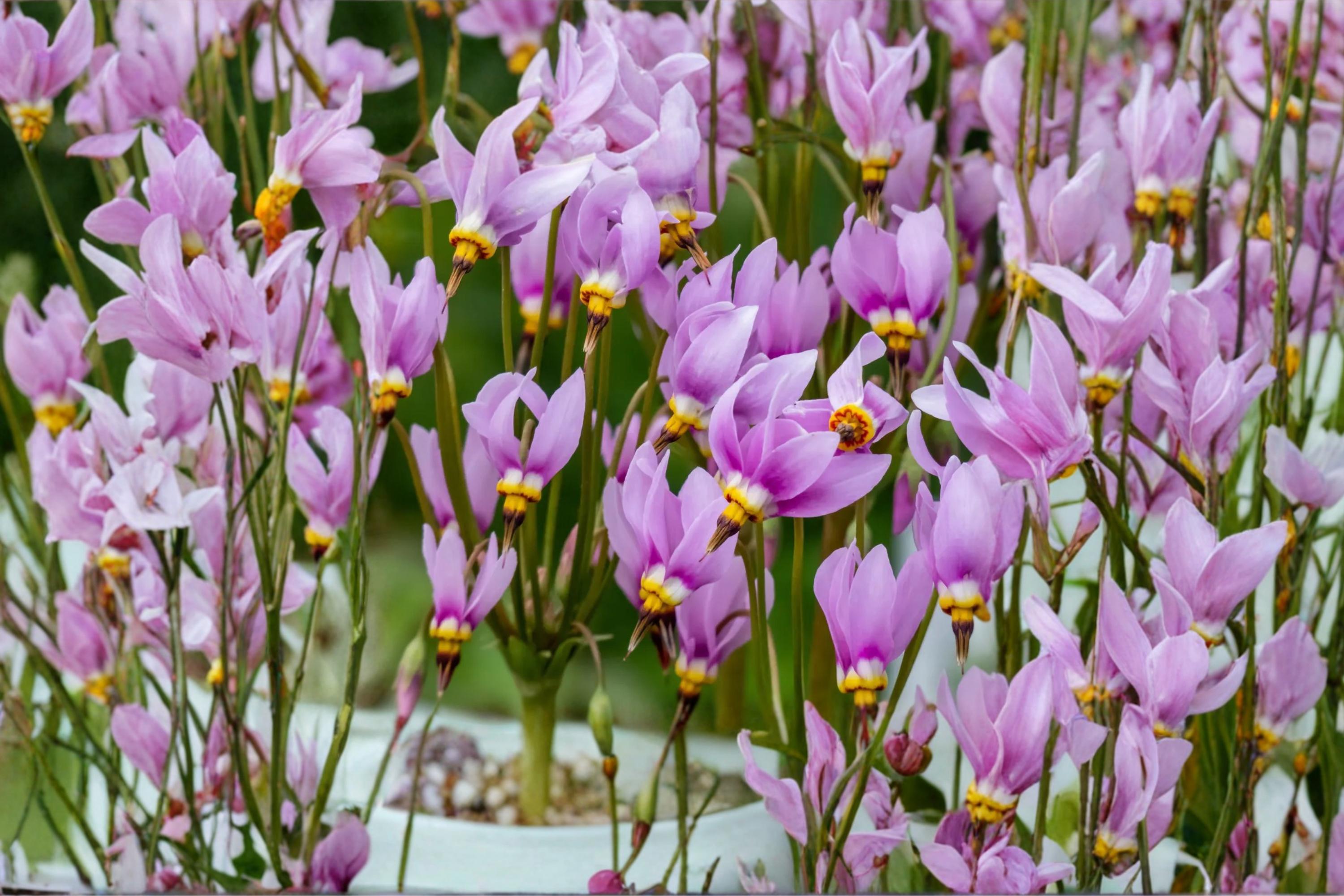 Midland Shooting Star Seeds – Dodecatheon meadia Herbaceous Perennial with Pink to Lavender Flowers, Native Wildflower Seed for Prairie & Woodland Gardens