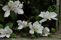 White Orchid Tree Seeds – Bauhinia variegata var. candida, Ornamental Deciduous Flowering Tree, Full Sun, Well-Drained Soil