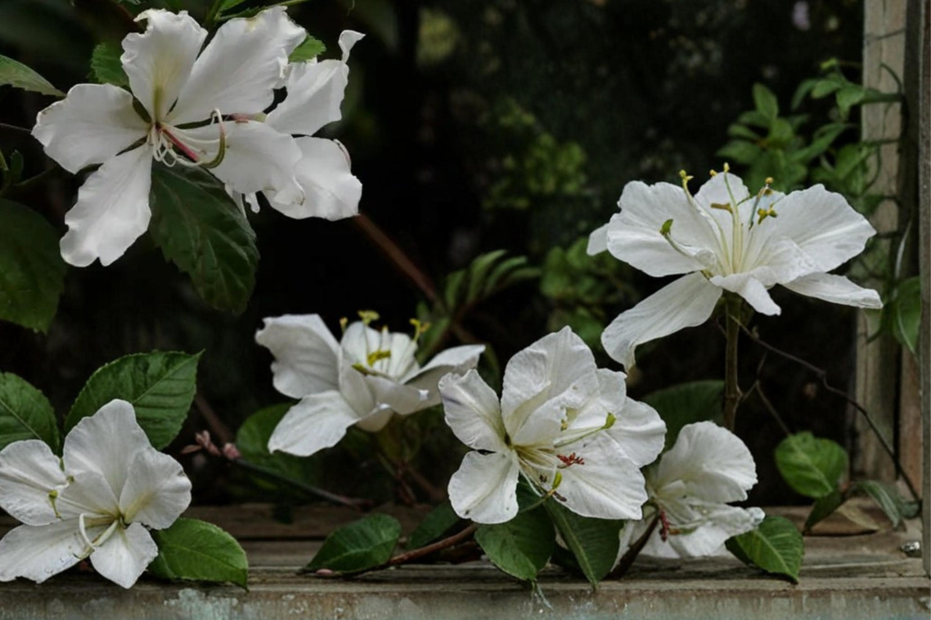 White Orchid Tree Seeds – Bauhinia variegata var. candida, Ornamental Deciduous Flowering Tree, Full Sun, Well-Drained Soil
