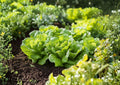 Organic Oakleaf Leaf Lettuce Seeds – Heirloom Non-GMO Loose-Leaf Greens for Salad and Garden Planting