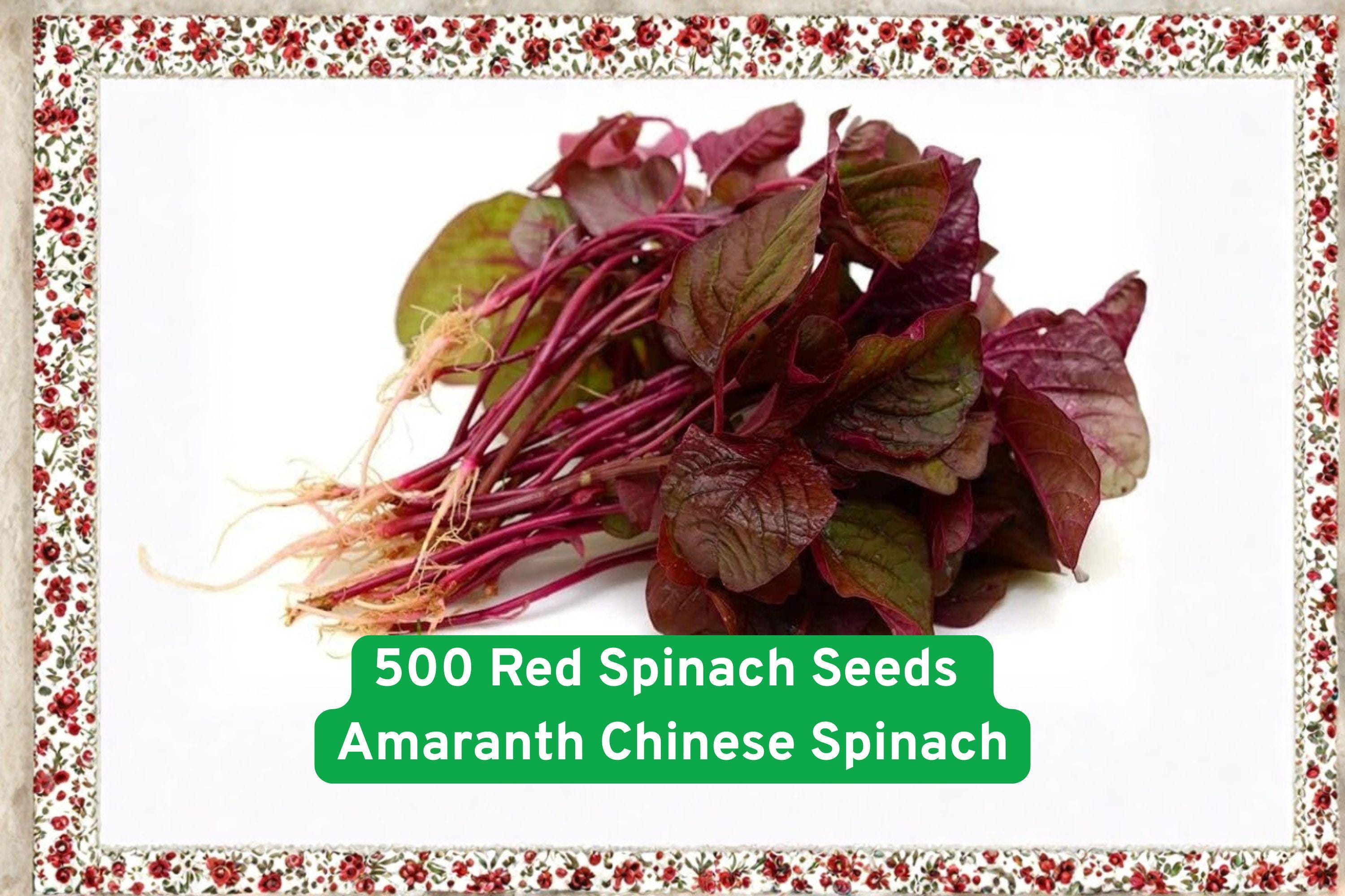 Red Amaranth Seeds – Fast-Growing Edible Leafy Green, Nutritious Superfood, Red Foliage, Amaranthus tricolor, Garden Seeds