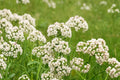 Anise Seeds 100 Pack – Pimpinella anisum Herbaceous Annual with White Flowers for Herb Gardens and Borders