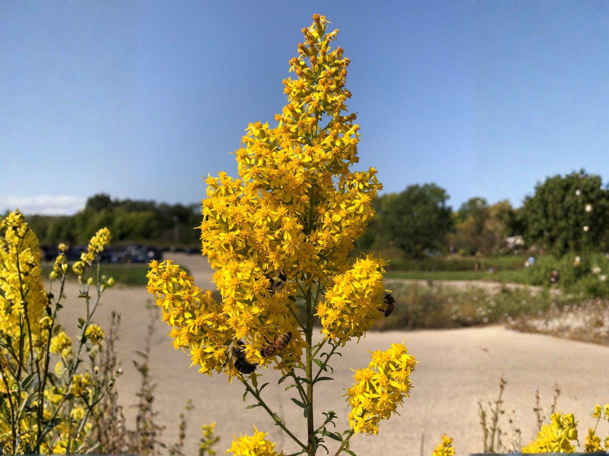 Showy Goldenrod Seeds | Solidago speciosa | Bright Yellow Flowering Perennial for Garden Beds & Natural Landscapes