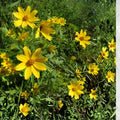 Bearded Beggarticks Seeds | Bidens polylepis | Native Wildflower with Yellow Blooms | 30 Seeds