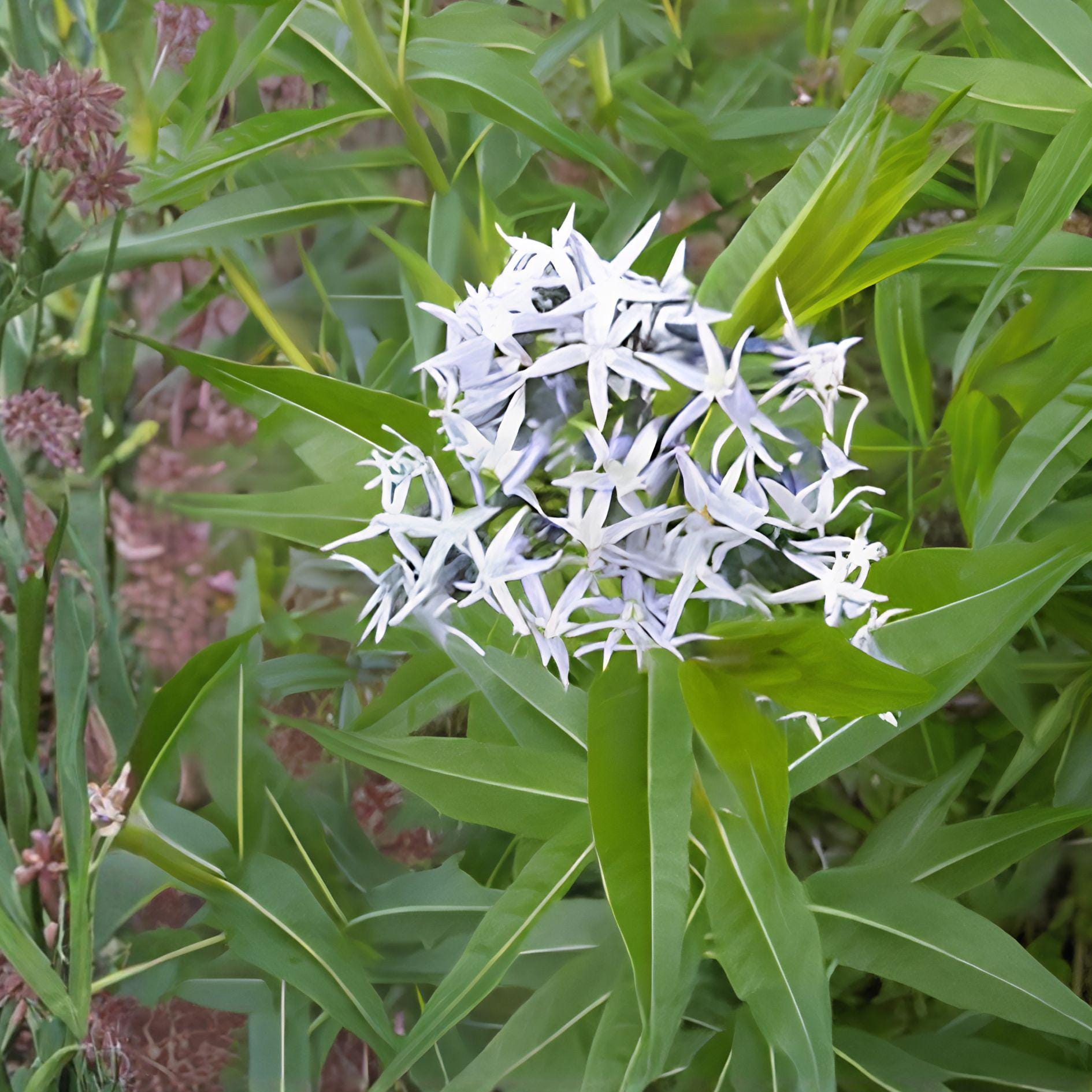Ozark Bluestar Seeds | Amsonia Illustris Native Perennial with Blue Flowers | 10 Seeds