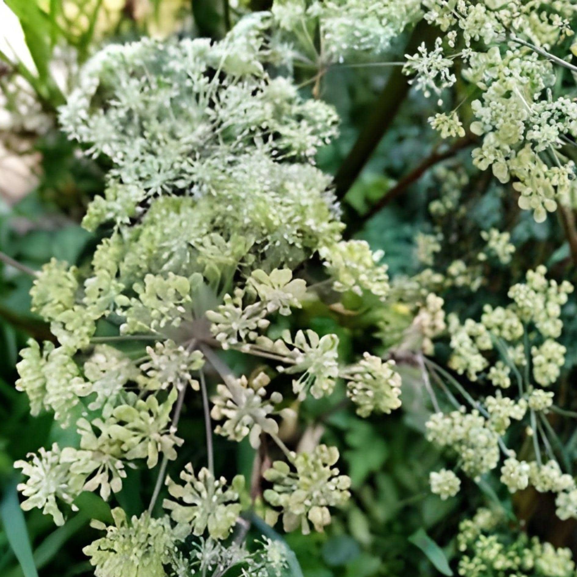 Angelica Seeds | Native Perennial Pollinator Plant | Angelica atropurpurea | 50 Seeds for Wetlands, Gardens, and Pollinator Gardens