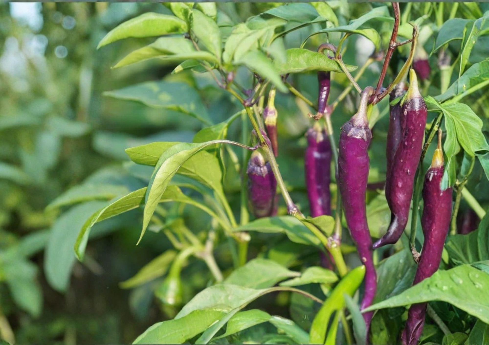 Purple Cayenne Pepper Seeds - Heirloom Non-GMO Hot Pepper Seeds for Garden, Container, and Greenhouse Growing