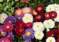 China Aster Seeds Rainbow Mix - Open Pollinated Non-GMO Flower Seeds for Garden, Cut Flowers, Vibrant Blooms