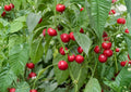 Red Cherry Hot Pepper Seeds – Heirloom Organic Non-GMO Pimenta, Spicy Round Cherry Peppers for Garden, Pickling & Cooking