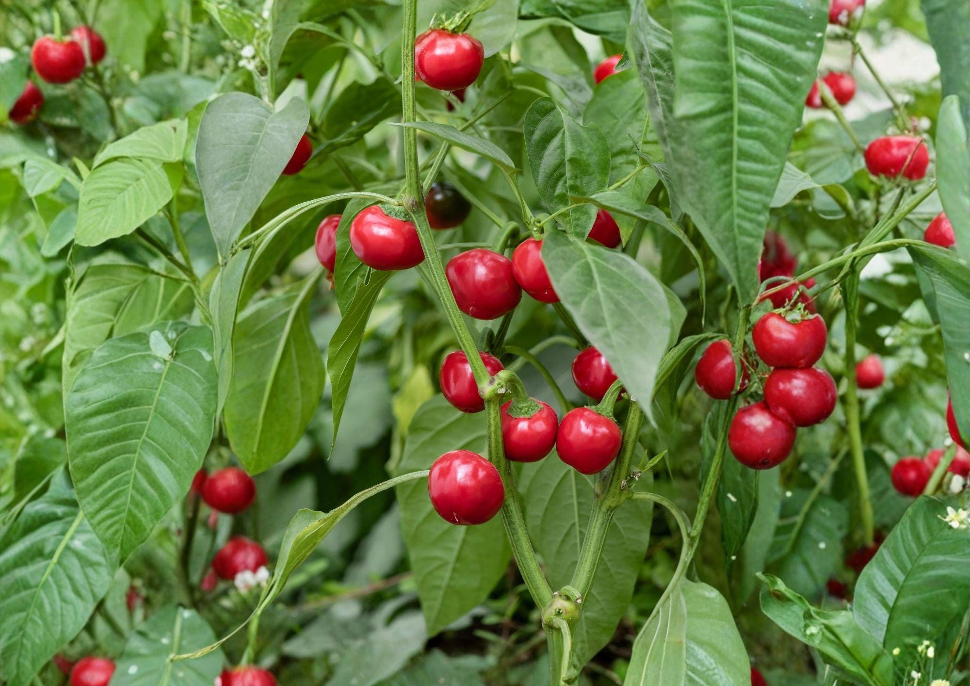 Red Cherry Hot Pepper Seeds – Heirloom Organic Non-GMO Pimenta, Spicy Round Cherry Peppers for Garden, Pickling & Cooking