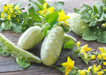 White Wonder Cucumber Seeds – Heirloom Non-GMO Pale White Crisp Cucumbers for Garden Planting