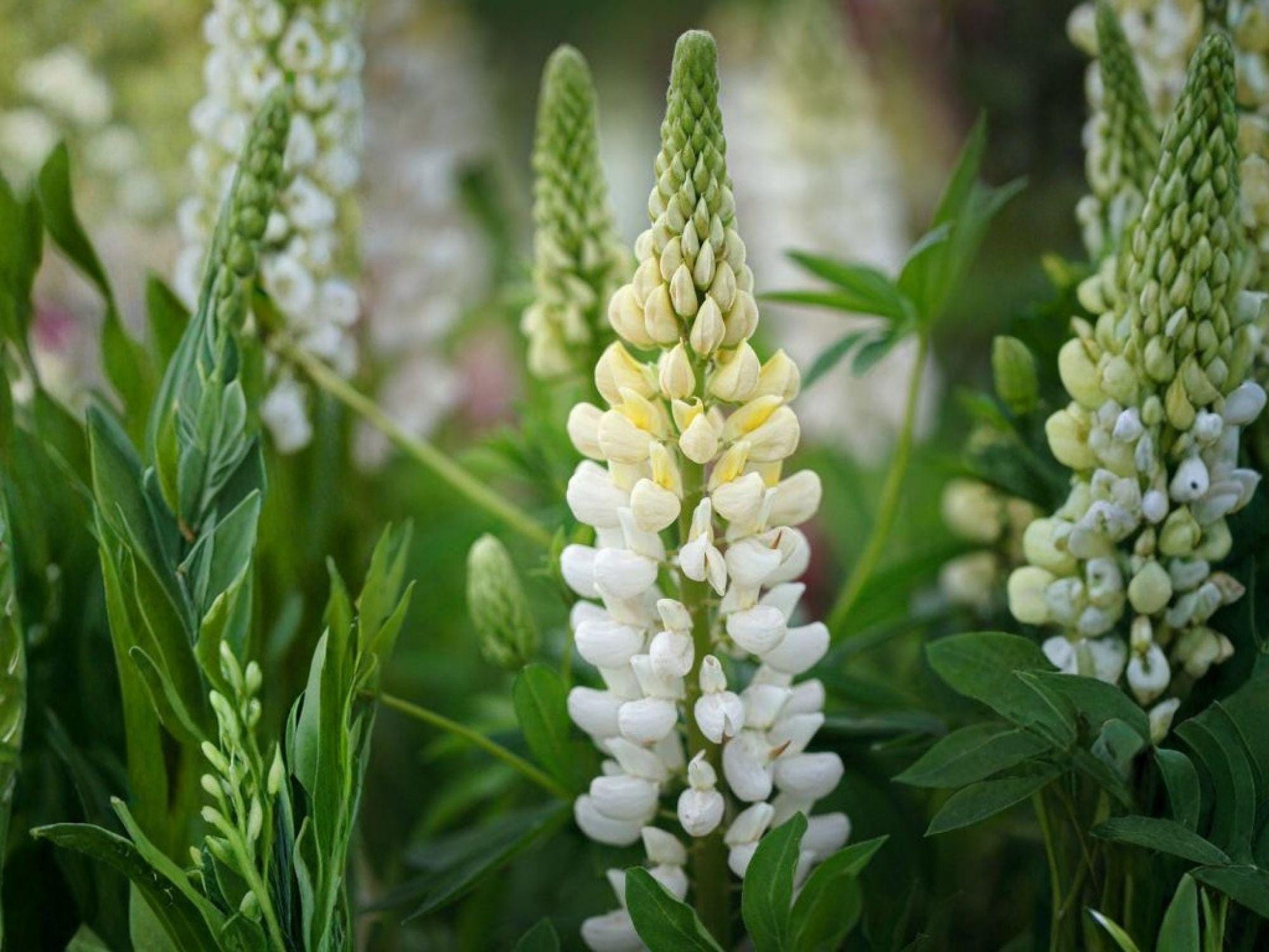 Lupine Russell White Seeds – Heirloom Non-GMO Flower for Cottage Garden, Perennial, White Spike, Pollinator-Friendly, Open-Pollinated