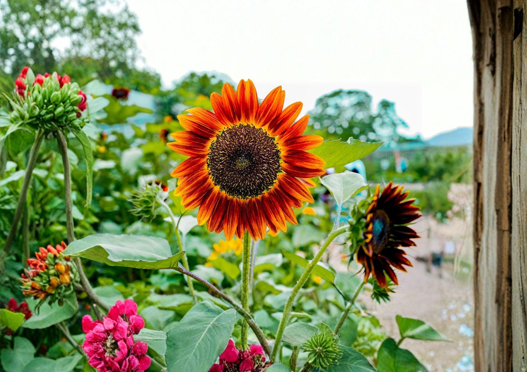 Earthwalker Sunflower Seeds, Heirloom Multi-Color Tall Flower Seeds for Garden, Cut Flowers, Pollinator Attracting