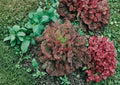 Ruby Red Lettuce Seeds, Heirloom Loose Leaf Salad Greens, Deep Red Leaf Lettuce Vegetables for Garden Planting
