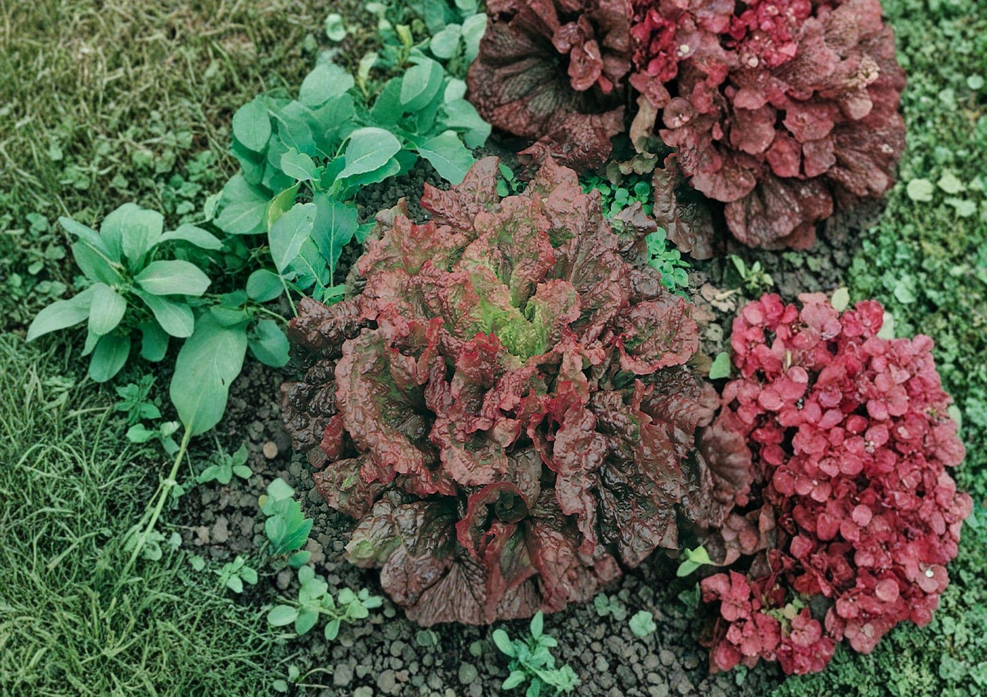 Ruby Red Lettuce Seeds, Heirloom Loose Leaf Salad Greens, Deep Red Leaf Lettuce Vegetables for Garden Planting