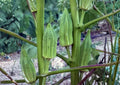 50+ Blondy Okra Seeds – AAS Winner, Heirloom, Compact, Spineless Pods, Pale Green, High Yield Vegetable Seeds for Garden Planting