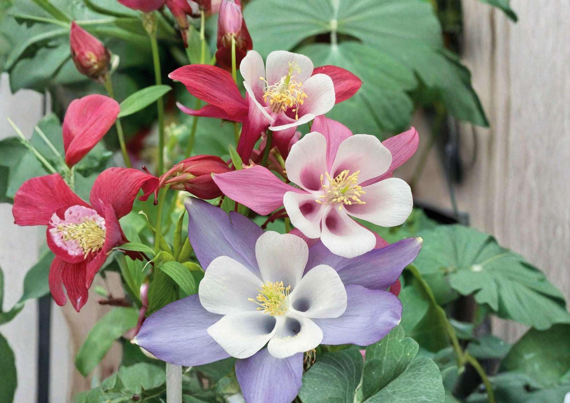 200+ McKana Giants Columbine Seeds – Perennial Mix, Colorful Aquilegia Flowers for Shade Gardens, Butterfly and Bee Attractant