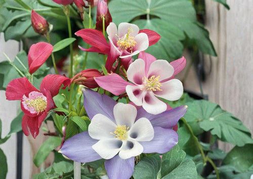 200+ McKana Giants Columbine Seeds – Perennial Mix, Colorful Aquilegia Flowers for Shade Gardens, Butterfly and Bee Attractant