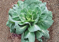 Heirloom Collard Greens Seeds | 200+ Large Tender Leaves | Cold Hardy Southern Greens | Brassica oleracea