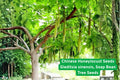 Chinese Honeylocust Seeds | Soap Bean Tree Gleditsia sinensis | Rare Ornamental Shade Tree for Gardens & Collections