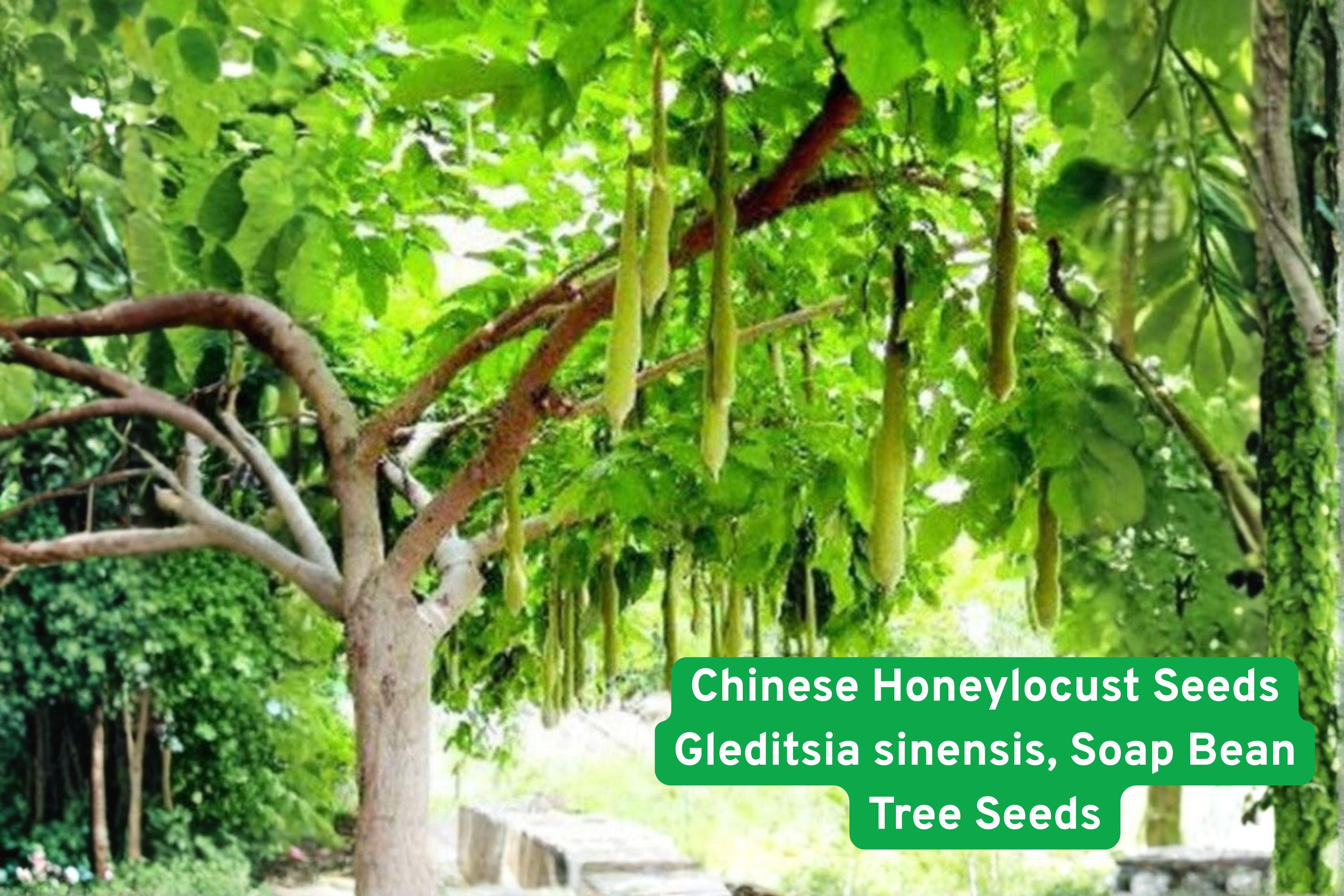Chinese Honeylocust Seeds | Soap Bean Tree Gleditsia sinensis | Rare Ornamental Shade Tree for Gardens & Collections