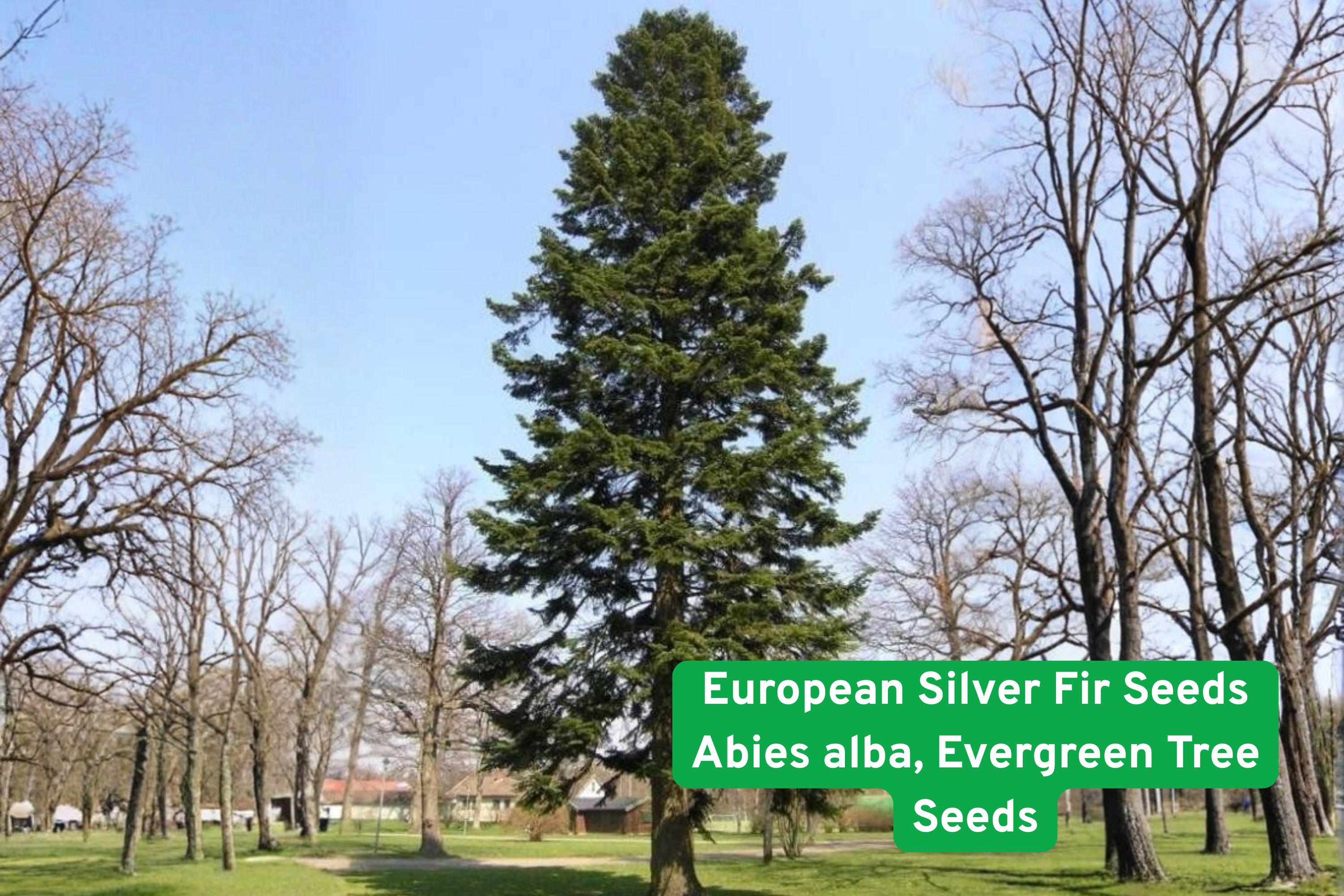 European Silver Fir Seeds | Abies alba | Cold Hardy Evergreen Tree for Landscaping & Christmas