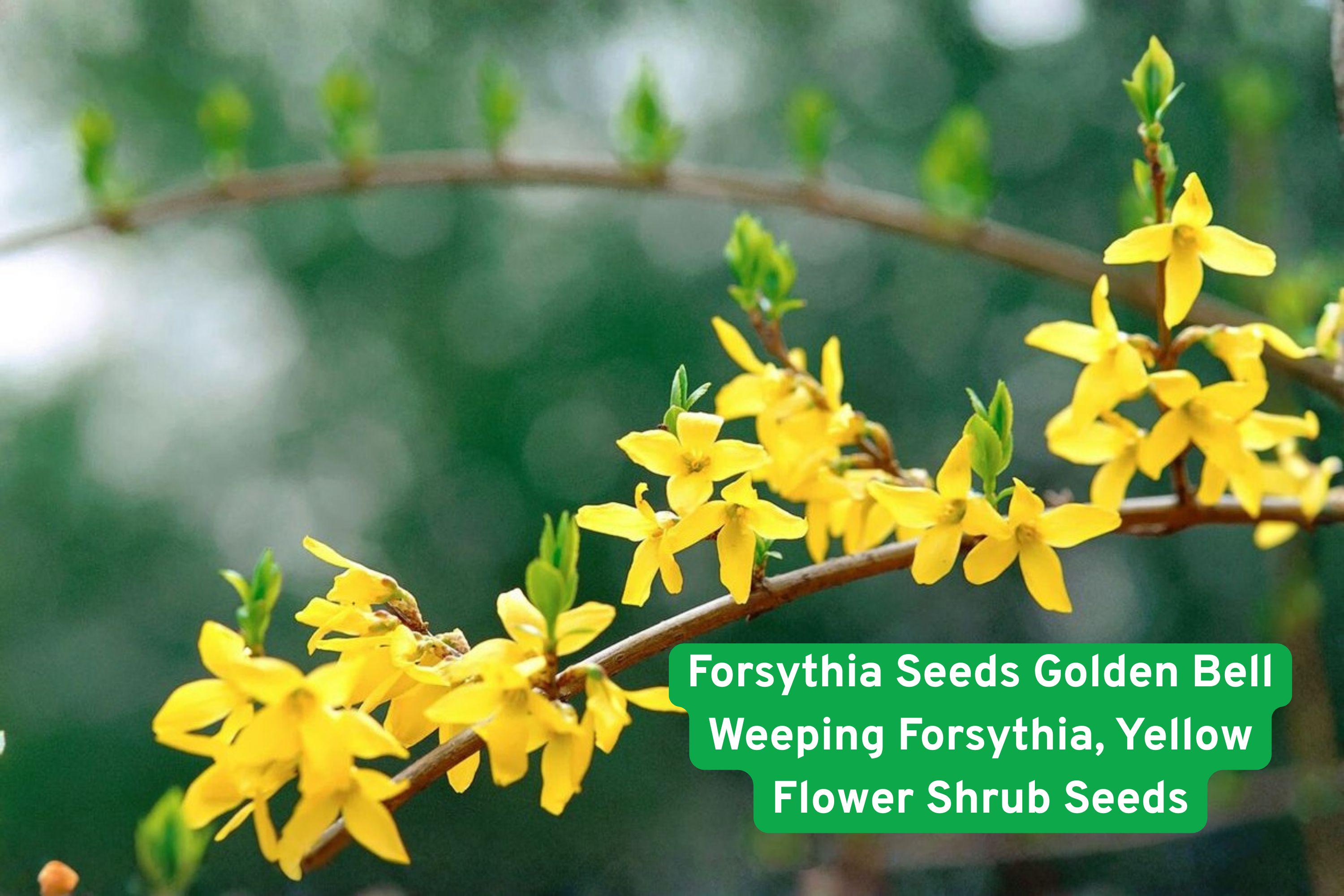 Golden Bell Forsythia Seeds, Weeping Yellow Flowering Shrub, Fast Growing Hedge Plant, Forsythia suspensa