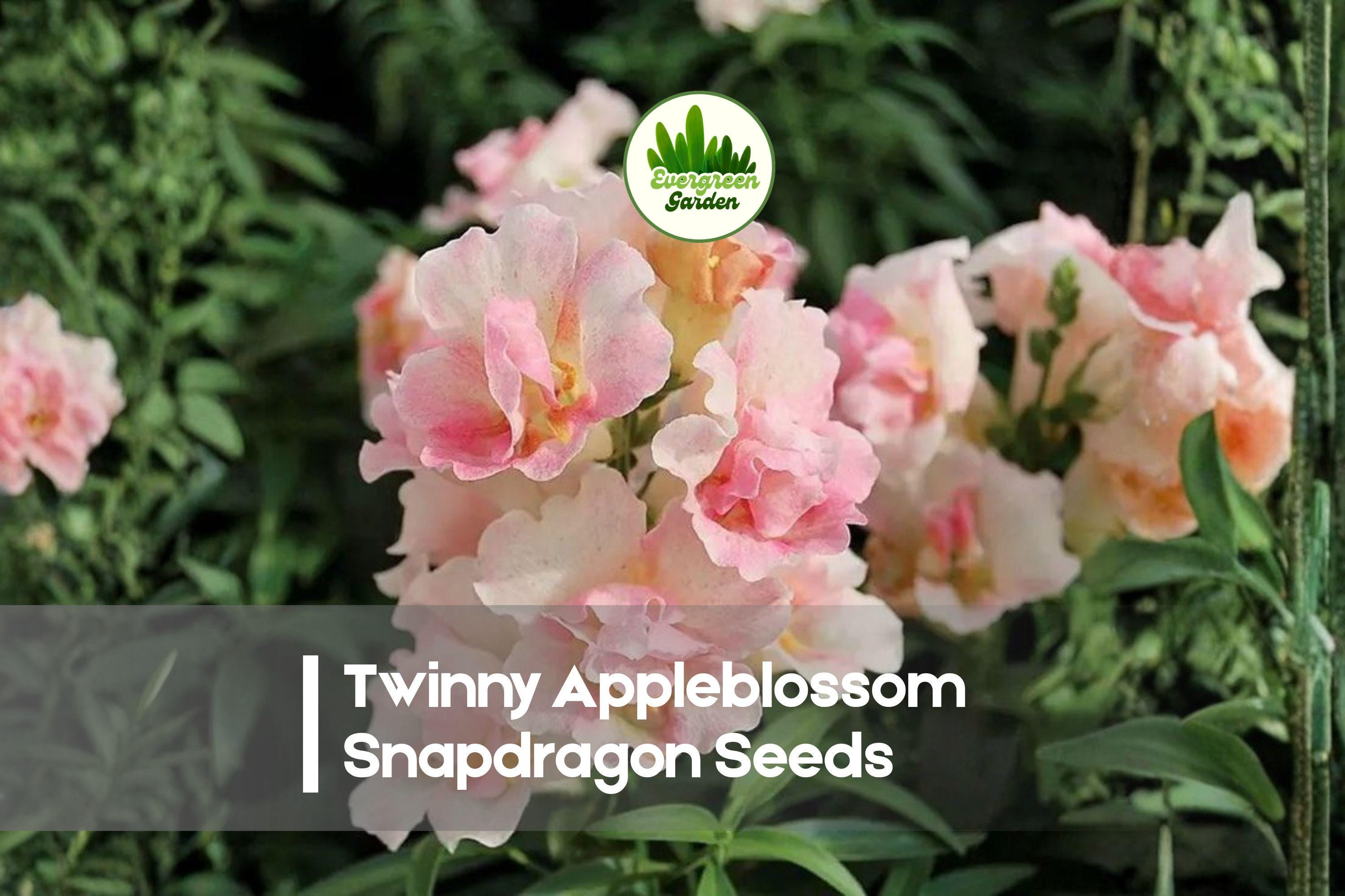 1000 Twinny Appleblossom Snapdragon Seeds | Double Pink and White Bicolor Annual Flowers | Antirrhinum majus
