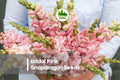 1000 Bridal Pink Snapdragon Seeds - Soft Pink Blooms, Tall Upright Annual, Antirrhinum majus for Cut Flowers & Borders