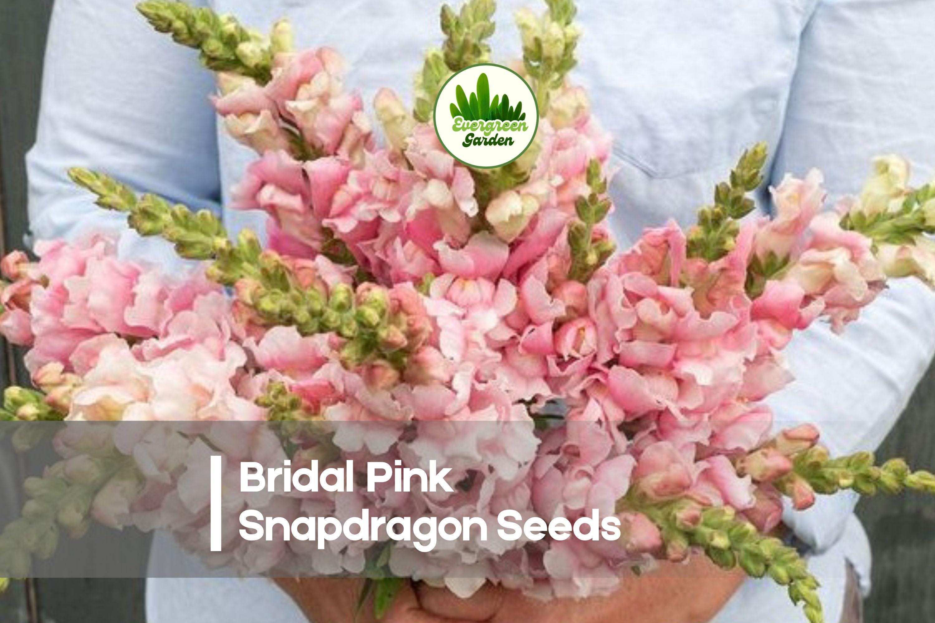 1000 Bridal Pink Snapdragon Seeds - Soft Pink Blooms, Tall Upright Annual, Antirrhinum majus for Cut Flowers & Borders