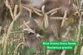 Blue Grama Grass Seeds – Native Bouteloua gracilis, Drought Tolerant Ornamental Grass for Prairie Restoration & Low-Water Landscaping