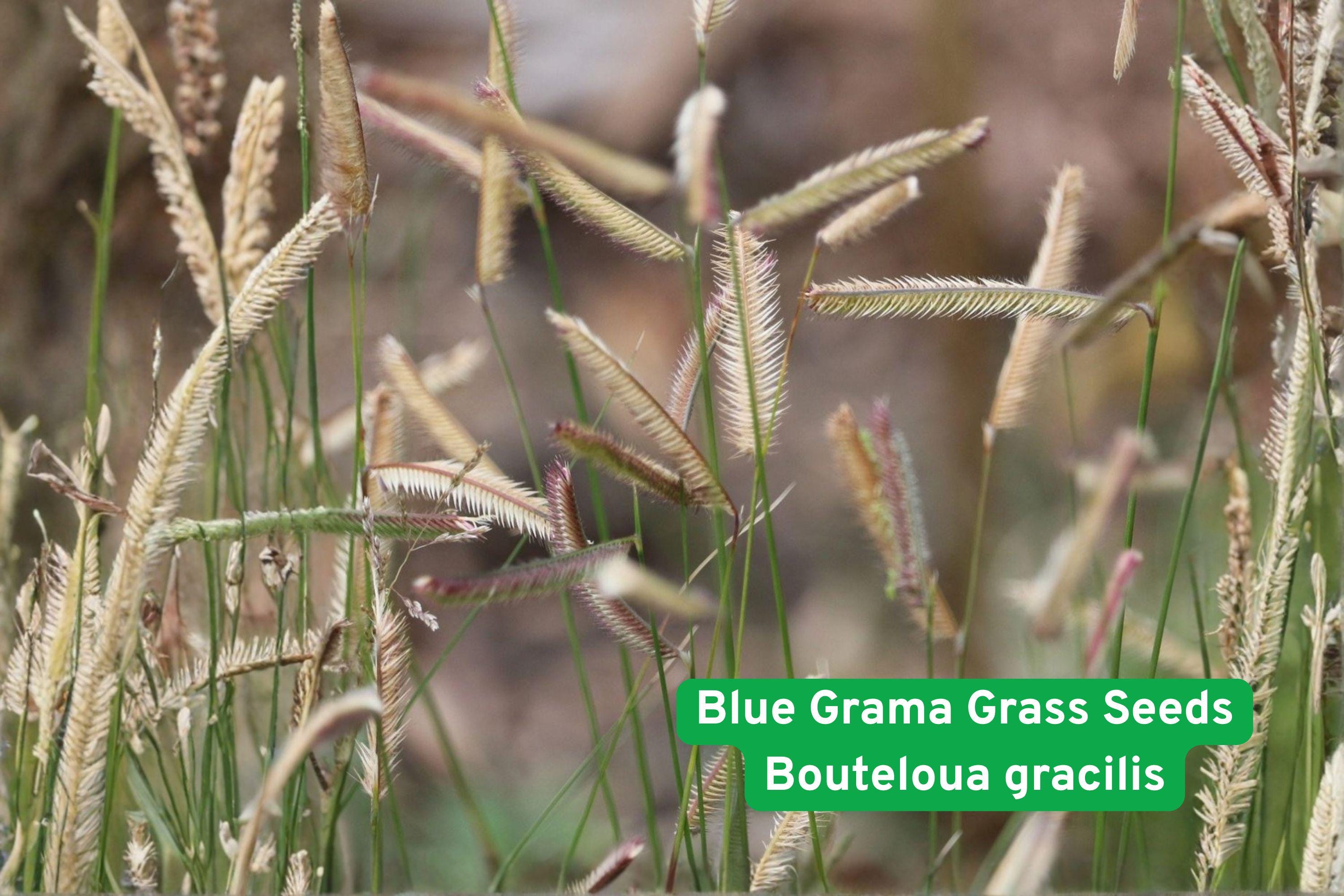 Blue Grama Grass Seeds – Native Bouteloua gracilis, Drought Tolerant Ornamental Grass for Prairie Restoration & Low-Water Landscaping