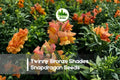 1000 Twinny Bronze Shades Snapdragon Seeds | Double-Flower Antirrhinum majus for Containers & Borders