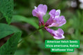 American Vetch Seeds – Native Wildflower Vine, Purple Flowers, Nitrogen Fixing Cover Crop, Vicia americana