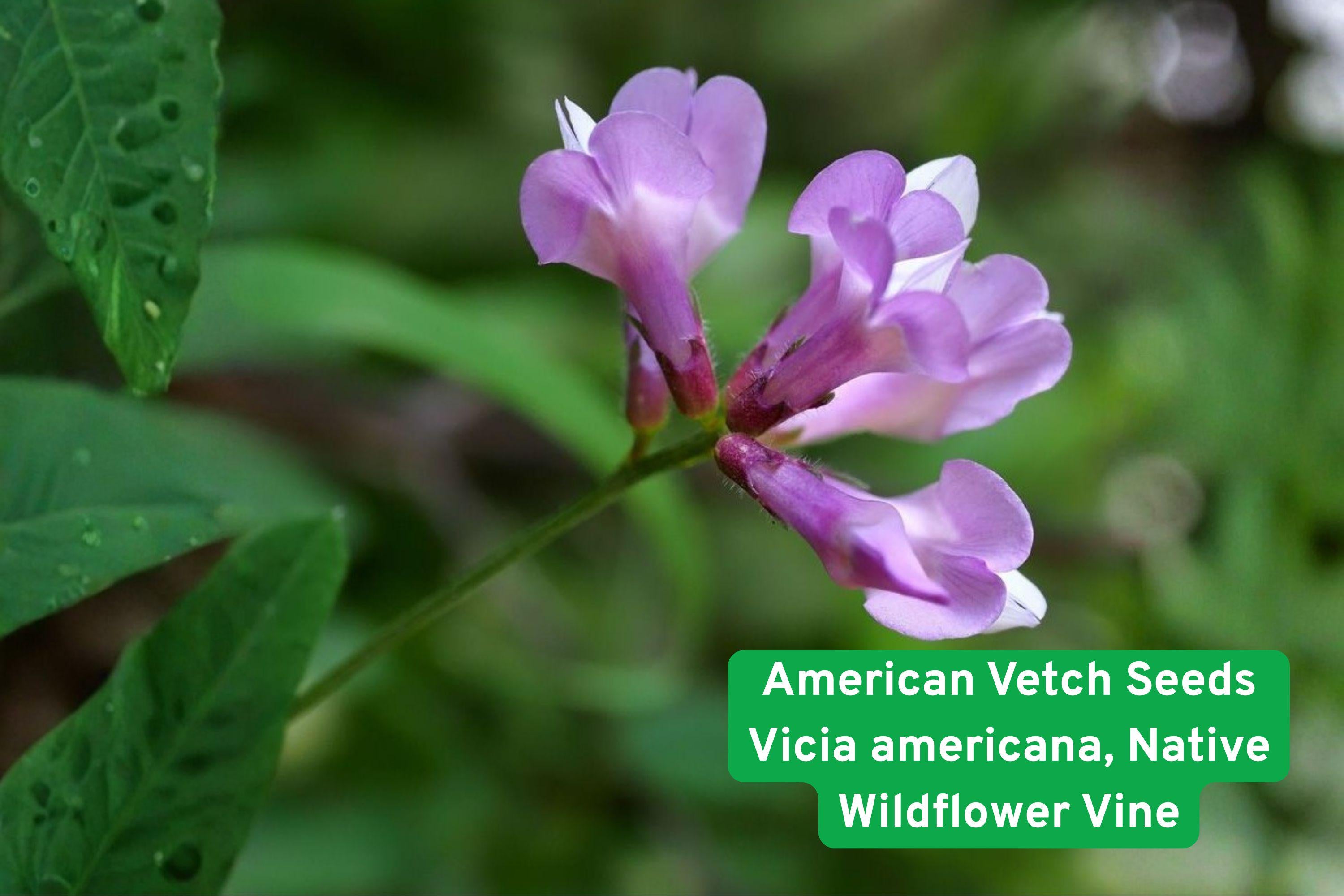 American Vetch Seeds – Native Wildflower Vine, Purple Flowers, Nitrogen Fixing Cover Crop, Vicia americana