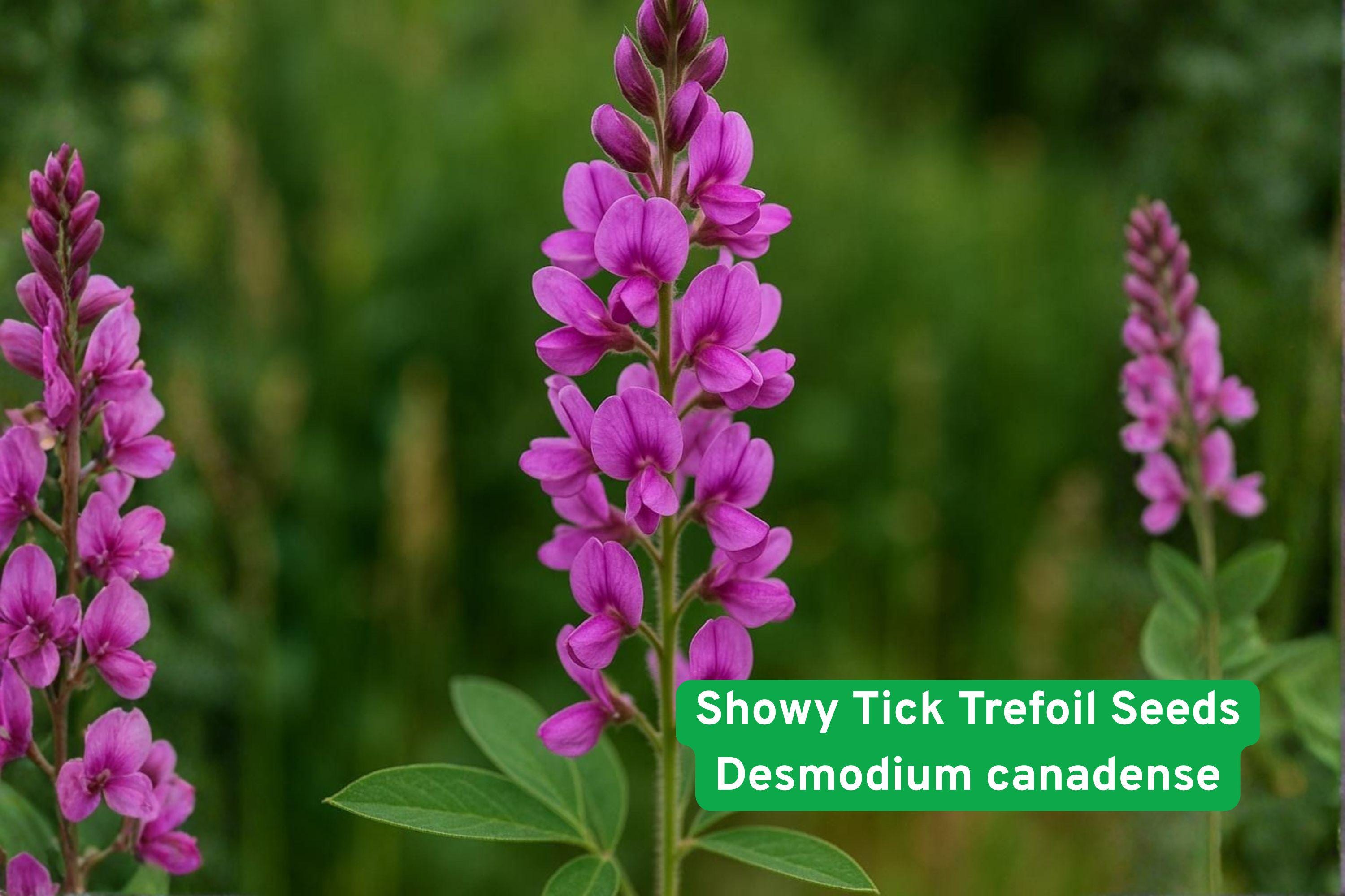 Showy Tick Trefoil Seeds – Native Pink Wildflower, Desmodium canadense, Pollinator & Prairie Restoration Plant