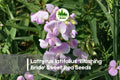 Lathyrus latifolius 'Blushing Bride' Perennial Sweet Pea Seeds – Pale Pink Climbing Flower for Gardens, Fences & Trellises