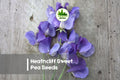 Heathcliff Sweet Pea Seeds, Deep Blue Fragrant Climbing Flower, Lathyrus odoratus, 50 Seeds