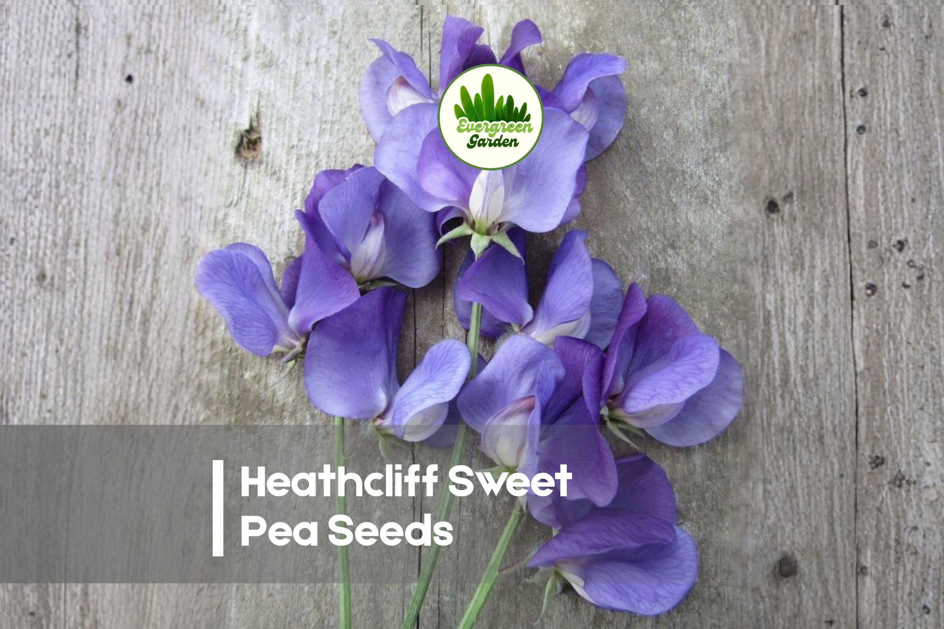 Heathcliff Sweet Pea Seeds, Deep Blue Fragrant Climbing Flower, Lathyrus odoratus, 50 Seeds