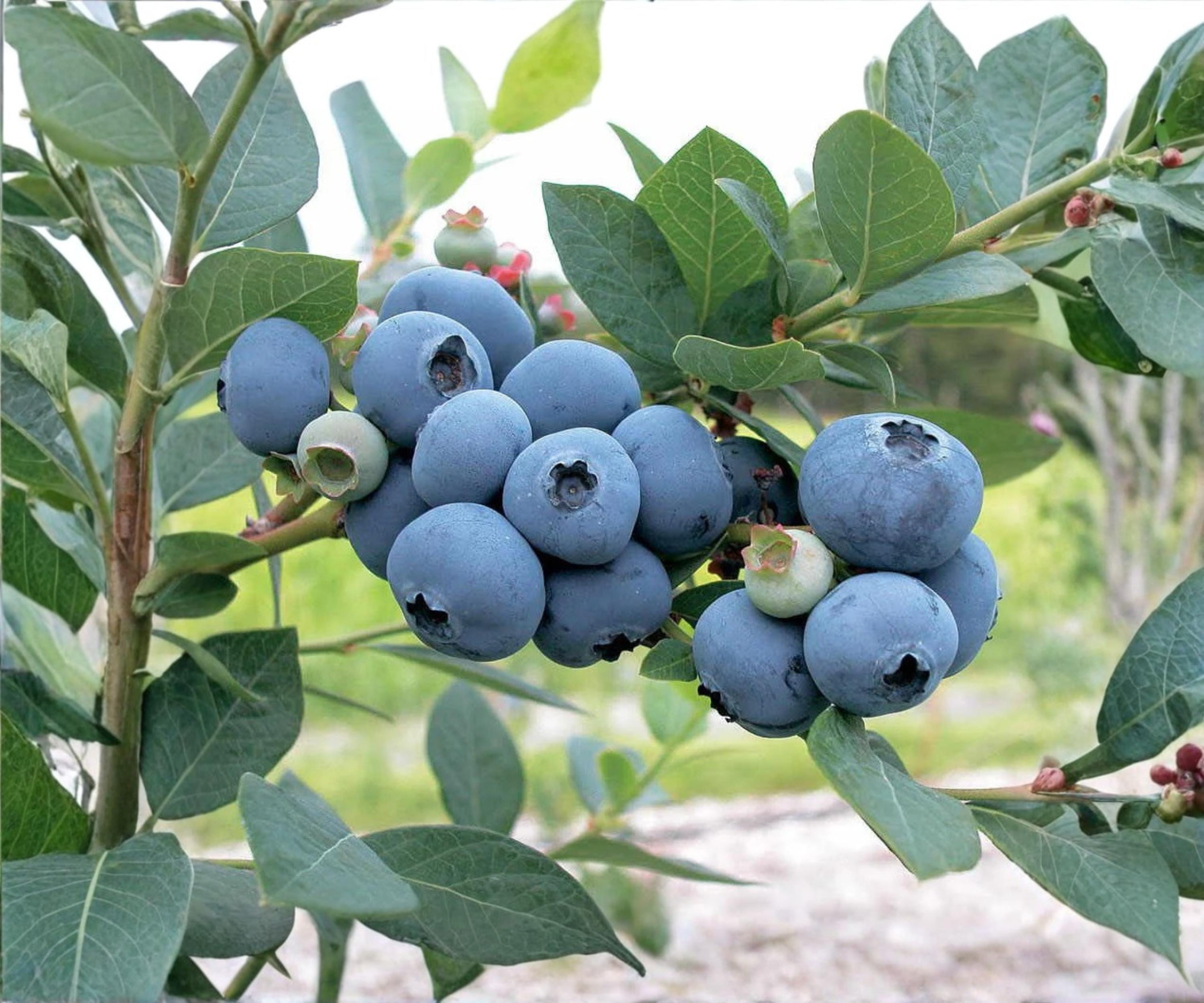 Blueberry Live Plants Set of 4 | Biloxi Variety | Sweet Fruit, Early Harvest, Self-Pollinating | Outdoor Garden, Container Growing