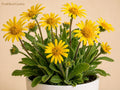 Heirloom Meadow Arnica Seeds 3-Pack - Non-GMO Wildflower Garden Planting - Bright Yellow Daisy-Like Blooms