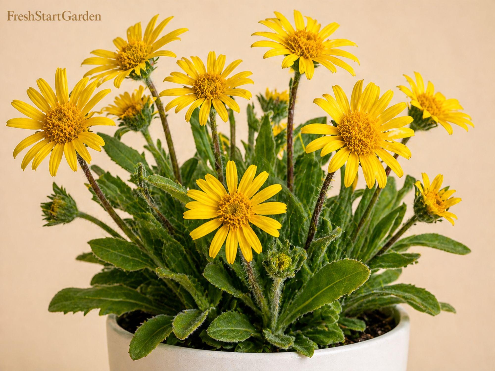 Heirloom Meadow Arnica Seeds 3-Pack - Non-GMO Wildflower Garden Planting - Bright Yellow Daisy-Like Blooms