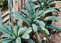 Blue Scotch Vates Kale Seeds - Heirloom Cold Hardy Curled Blue-Green Leaves Vegetable Seeds for Garden Planting