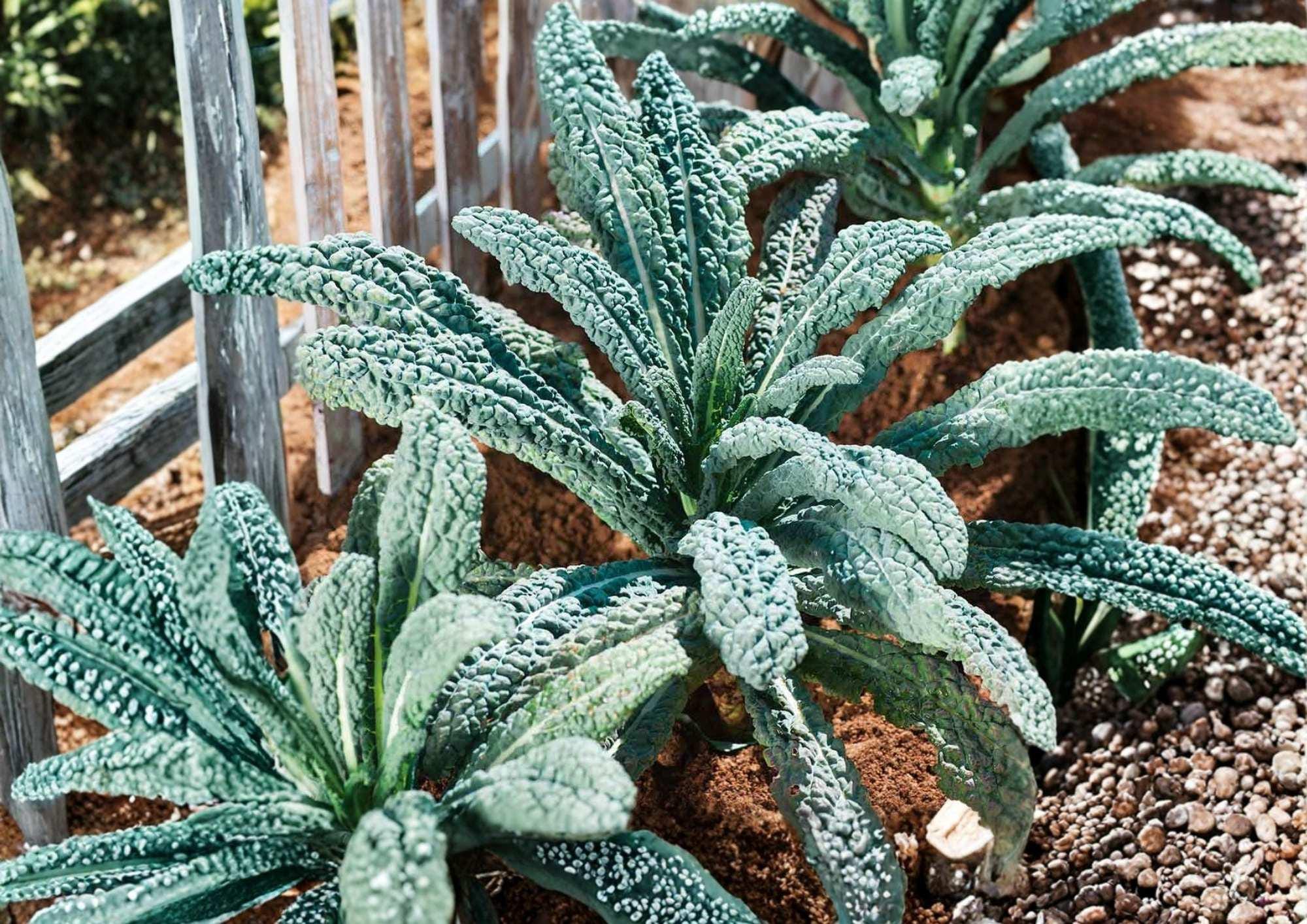 Blue Scotch Vates Kale Seeds - Heirloom Cold Hardy Curled Blue-Green Leaves Vegetable Seeds for Garden Planting